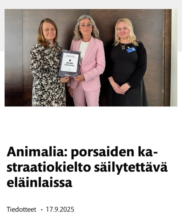 Porsaiden kirurginen kastraatio aiheuttaa porsaille useita päiviä kestävää kipua. Hallitus haluaa nyt poistaa kiellon uudesta eläinlaista eläinteollisuuden vaatimuksesta. 

Karjuporsaat kastroidaan, jotta lihaan ei muodostuisi niin kutsuttua karjun hajua, jonka osa kokee epämiellyttävänä. 

Animalia luovutti tänään maa- ja metsätalousvaliokunnan puheenjohtaja Ritva Elomaalle vetoomuksen, jossa vaaditaan kiellon säilyttämistä eläinlaissa. Vetoomuksen oli allekirjoittanut 23 441 henkilöä. 

”Tällä hetkellä eläinteollisuus sanelee sen, mitä lakiin kirjoitetaan eläinten hyvinvoinnista. Tätä ei voi hyväksyä. Eläinten hyvinvointilain ei tule palvella eläinteollisuuden voitontavoittelua”, Animalian toiminnanjohtaja Heidi Kivekäs sanoo.