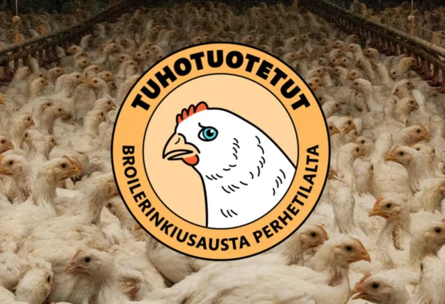 Tiedätkö mikä on Suomen yleisin lintu - ja silti yhteiskunnassamme niin näkymätön? Suomessa teurastetaan noin 82 miljoonaa kipeäksi jalostettua tuntevaa ja kokevaa broileria vuosittain.

Suuri osa suomalaisista pitää broileria enemmän ruokana kuin eläimenä. Eettisyys on suomalaisille tärkeää, mutta se ei näy käytännön valinnoissa, paljastaa Animalian tuore Broileribarometri. 

Lähes kaksi kolmesta (65 prosenttia) suomalaisesta pitää broilerinlihaa tärkeänä osana ruokakulttuuriamme. Silti neljä kymmenestä (43 prosenttia) on sitä mieltä, että broilerin jalostus aiheuttaa eläimille kärsimystä ja siihen pitäisi puuttua.  

Kun suomalaiset tekevät broilerinlihan ostopäätöksiä, kotimaisuus nousee ylivoimaisesti tärkeimmäksi tekijäksi. Neljä kymmenestä (40 prosenttia) pitää sitä ratkaisevana syynä broilerinlihan valintaan. Todellisuudessa broilerinlihan tuotantoketju alkaa ulkomailta.

“Broilerinliha on kaikkea muuta kuin kotimaista. Lähes jokaisen Suomessa kasvatettavan broilerin isovanhemmat ovat kuoriutuneet Skotlannissa ja emot Ruotsissa. Suomeen ne saapuvat untuvikoina Ruotsista”, Animalian Tiina Ollila kertoo. 

Vuosittain 82 miljoonaa kuollutta lintua. Pystymme kyllä paremaan kun vaihtoehtoja on tarjolla vaikka kuinka paljon. 

https://animalia.fi/2025/10/06/broileribarometri-suomalaiset-syovat-broileria-vailla-tunnontuskia/