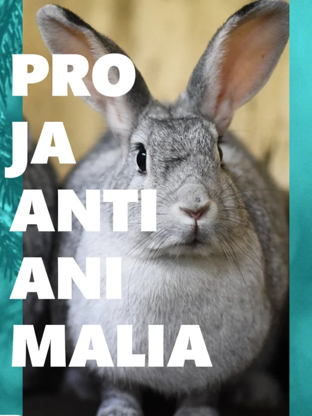 Mikä taho on mielestäsi tänä vuonna esimerkillisellä toiminnallaan edistänyt eläinten hyvinvointia ja oikeuksia? Animaliassa jaetaan Pro Animalia palkinto joka vuosi vuoden eläinmyönteisimmälle teolle. Nyt olisi hyvä hetki tehdä ehdotuksia palkinnon saajaksi!

Täällä edellisten vuosien palkitut
https://animalia.fi/pro-ja-anti-animalia/