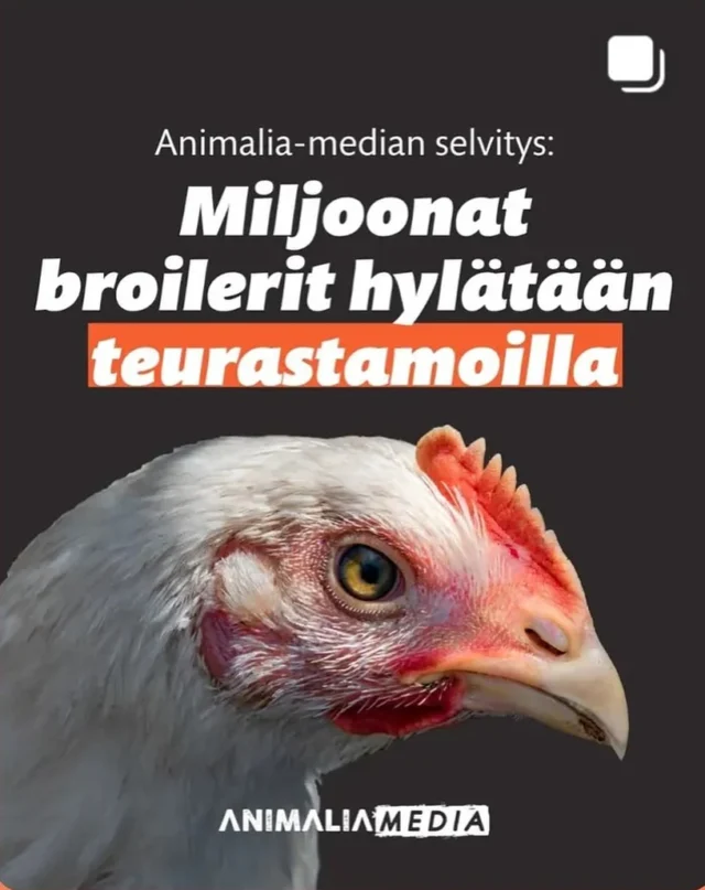Kuinka pitkään tätä voidaan pitää hyväksyttävänä toimintana? Kuinka pitkään ajattelit vielä itse syödä broileria? 

Suomessa lähes neljä miljoonaa broileria hylätään teurastamoissa vuosittain, eli ne eivät päädy ihmisravinnoksi. Syitä hylkäykseen ovat muun muassa erilaiset ihotulehdukset, kuten paiseet, sekä murtumat.

Kaikkiaan Ruokaviraston tilastojen mukaan viime vuoden aikana teurastamoille tuotiin lähes 82 miljoonaa broileria ja niiden emoa.

https://animalia.fi/2025/11/19/miljoonat-broilerit-ovat-niin-sairaita-etta-ne-eivat-kelpaa-ruuaksi/